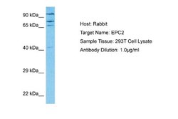 EPC2 Rabbit anti-Human, Polyclonal, Novus Biologicals 0.1 mL | Buy Online | Novus Biologicals | Fisher Scientific